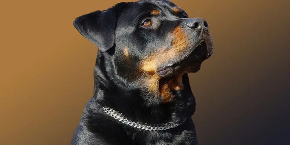 Cachorros conseguiram escapar de empresa e atacaram outro animal