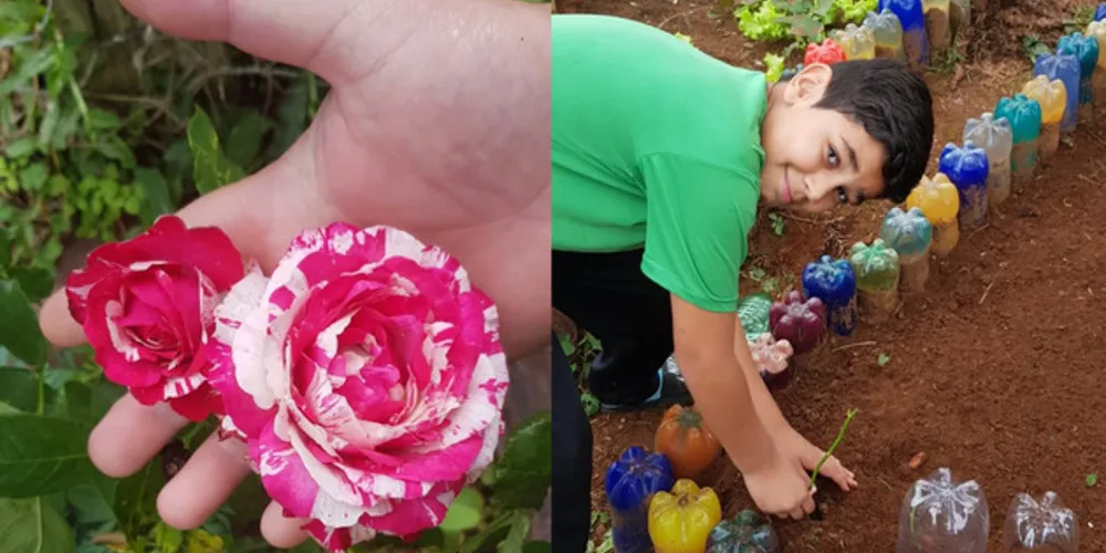 Imagem ilustrativa da imagem Alunos realizam plantio de rosas em horta escolar