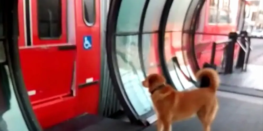 Depois de viver nas ruas, nas proximidades dos Terminais Portão e Capão Raso, Leleco foi adotado