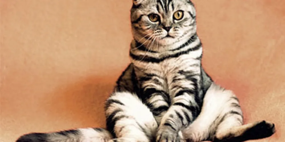 Imagem ilustrativa da imagem Justiça de SC determina
guarda compartilhada de gato
