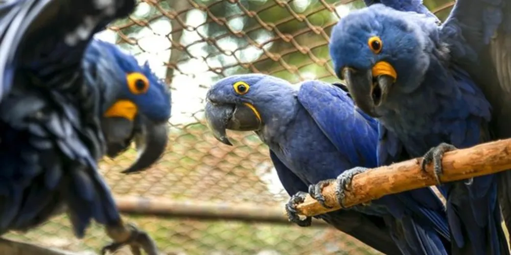 Estes animais costumam ficar sob a tutela dos progenitores de 12 a 18 meses após o nascimento
