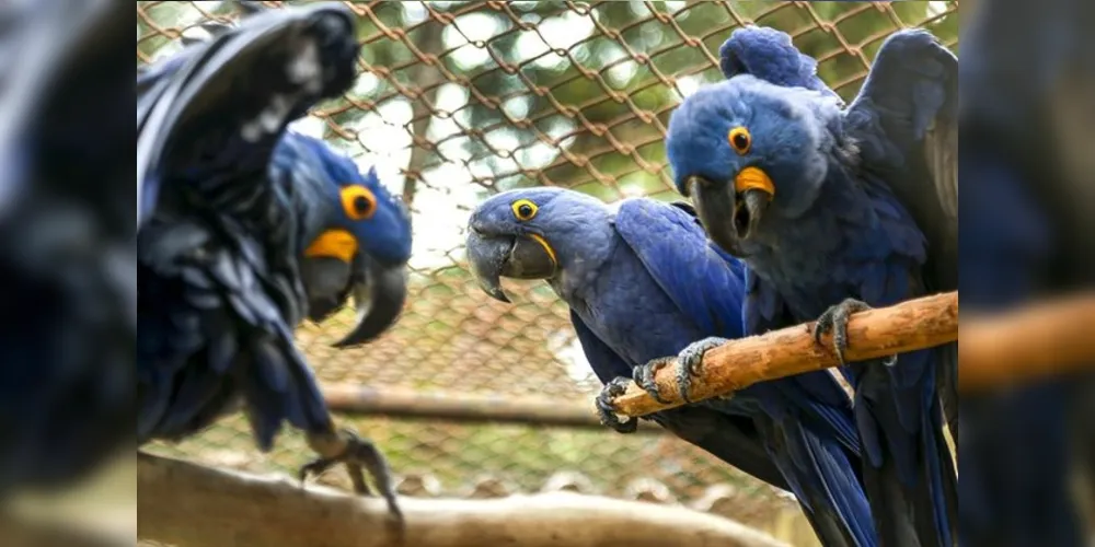 Estes animais costumam ficar sob a tutela dos progenitores de 12 a 18 meses após o nascimento

