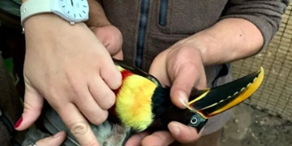 O transplante só foi possível porque havia penas de um pássaro da mesma espécies no banco de penas do parque