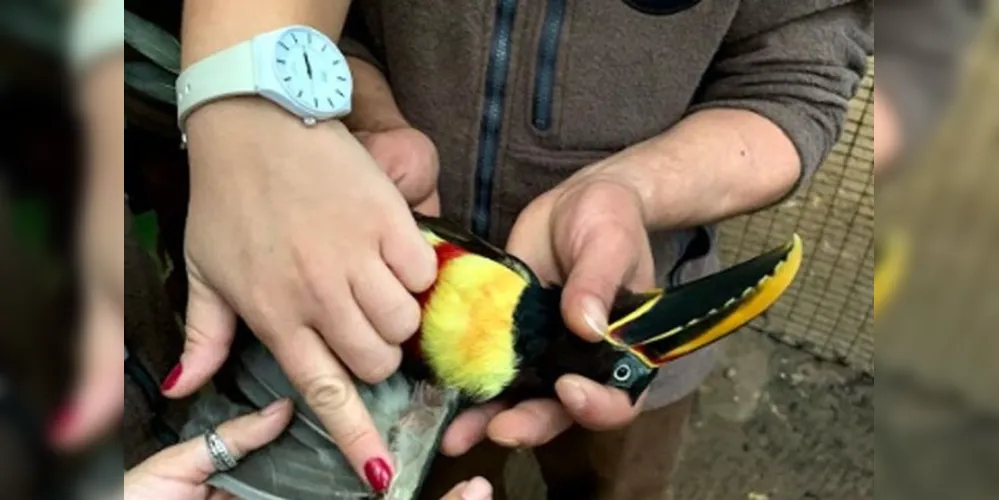 O transplante só foi possível porque havia penas de um pássaro da mesma espécies no banco de penas do parque