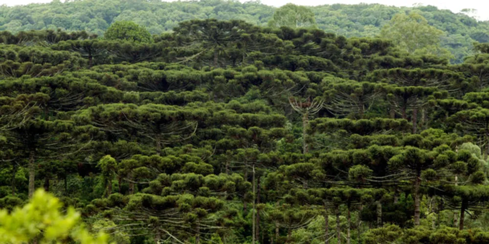 Estudo identificou 587 espécies arbóreas (árvores e palmeiras), distribuídas em 265 gêneros e 86 famílias