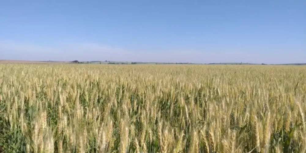 Frio intenso prejudica plantações de hortifrútis e pastagens 