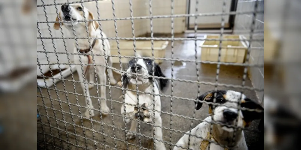 Tutores dos animais podem escolher entre a cremação individual e a cremação coletiva
