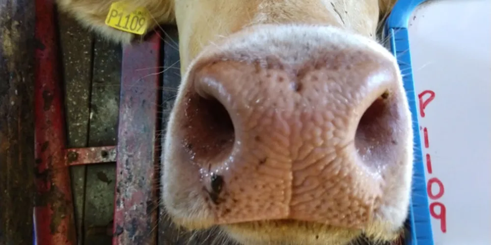 Imagem ilustrativa da imagem Bovino com inteligência artificial é identificado em PG