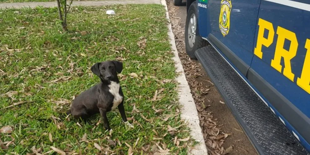 Casal decidiu adotar a Patrulheira depois de ver campanha da PRF