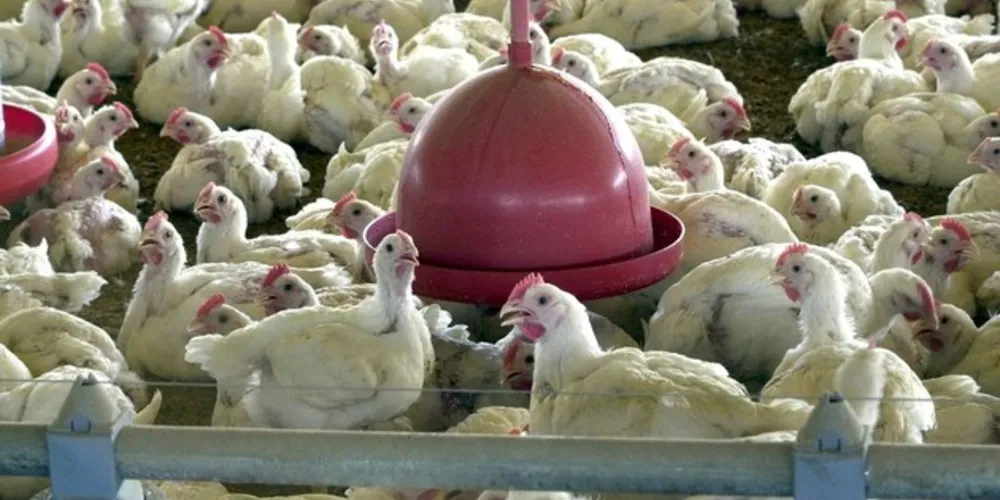 919,4 milhões de aves foram produzidas de janeiro a junho de 2019