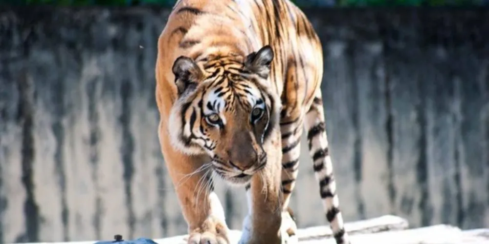 Atualmente, a Índia acolhe 70% da população mundial de tigres