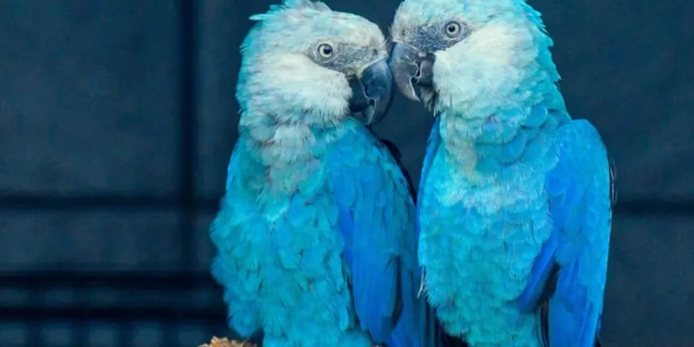 Ave é considerada extinta na natureza