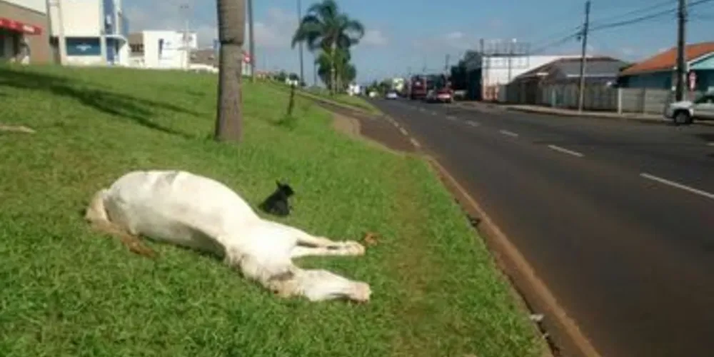 Corpo do cavalo foi removido para o canteiro central da Avenida