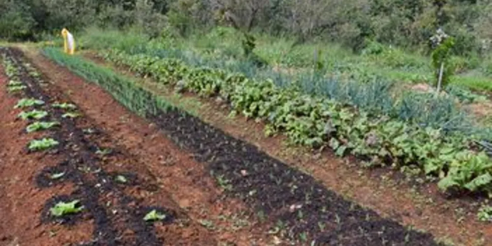 Base dos produtos adquiridos são verduras e panificados