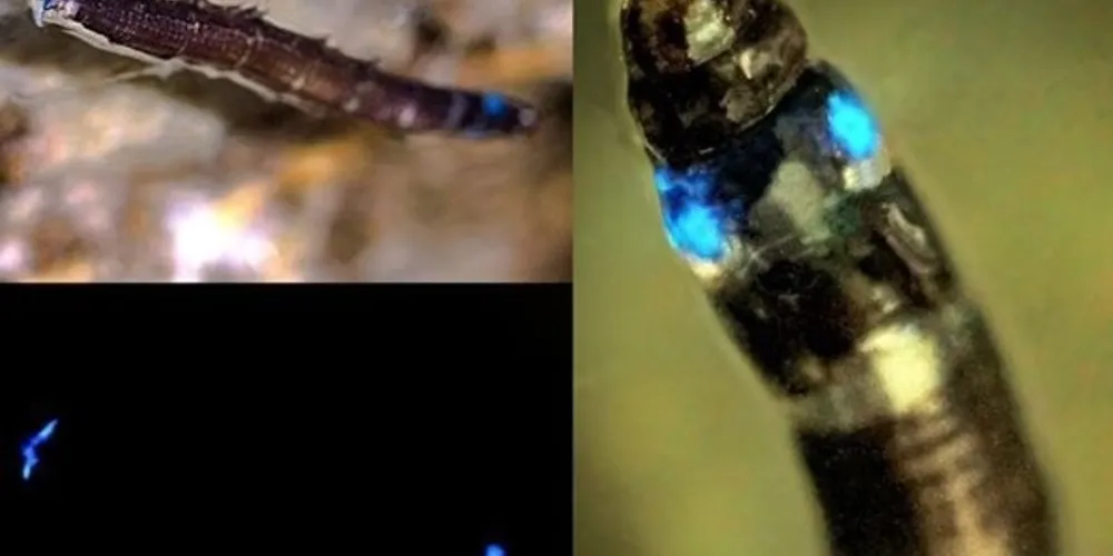 É o primeiro organismo terrestre com bioluminescência azul encontrado na América Latina