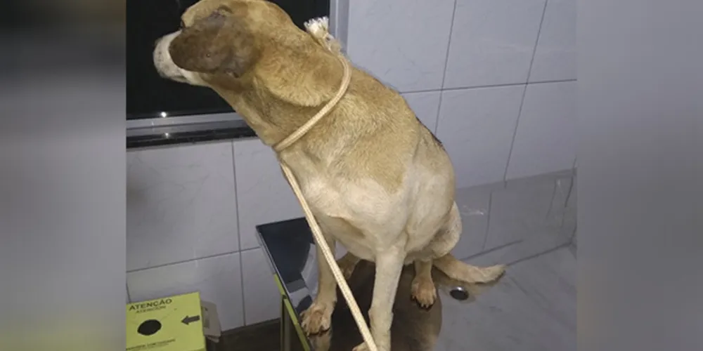 Cadela foi resgatada e está em tratamento na clínica Espaço Animal
