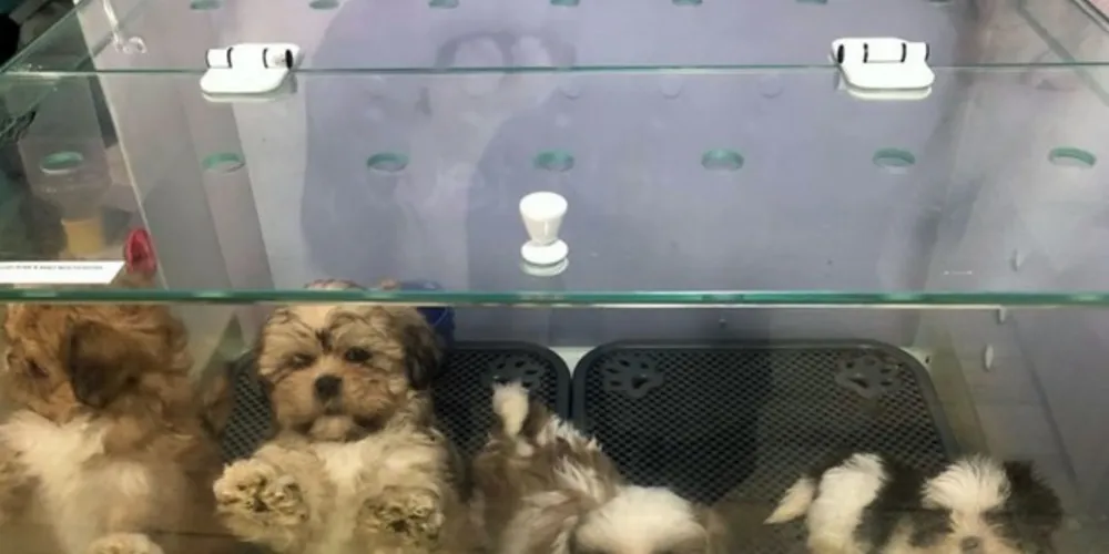 Os cães sofriam com o espaço reduzido e a falta de ventilação, já que os aquários eram tampados, com uma pequena fresta para os animais respirarem