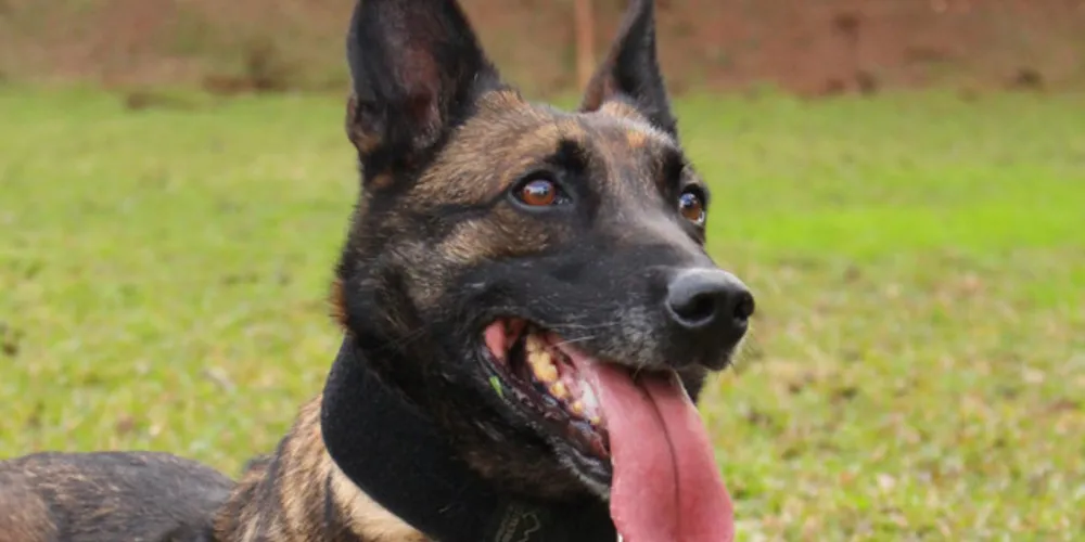 Após seis anos de serviço, com inúmeras apreensões de drogas, a cachorra será aposentada