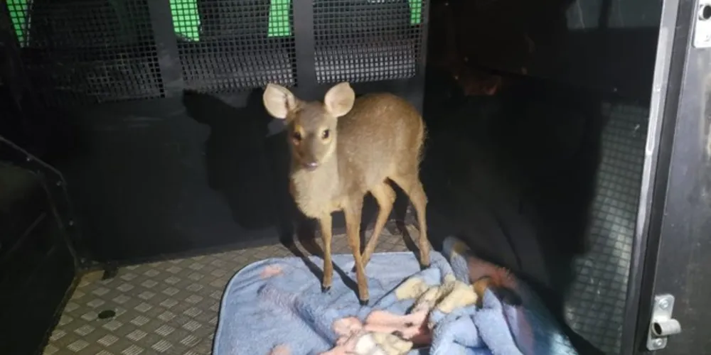 Animal foi apreendido e encaminhado à equipe do IAP