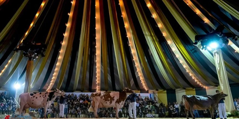 Imagem ilustrativa da imagem Conheça os animais campeões do Agroleite 2019