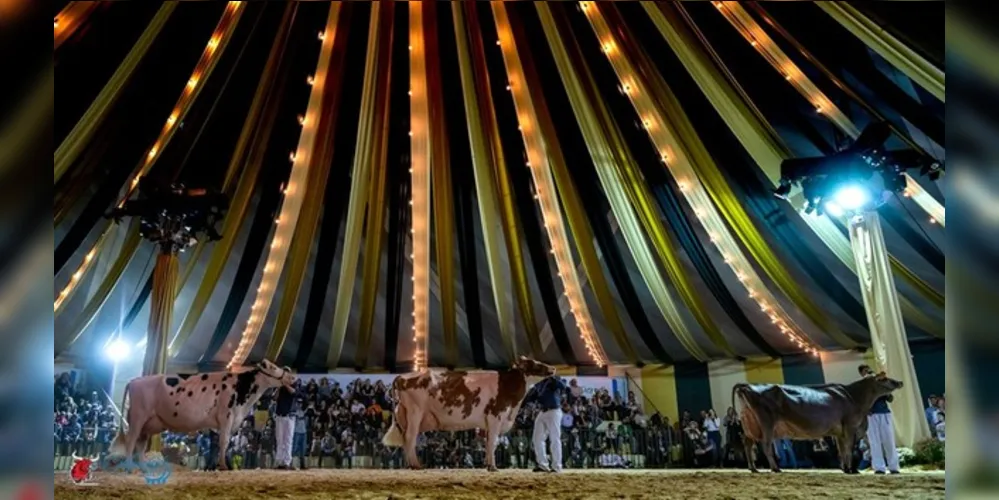 Imagem ilustrativa da imagem Conheça os animais campeões do Agroleite 2019