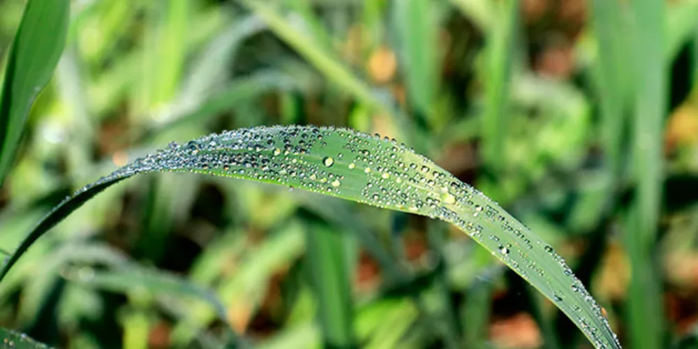 Imagem ilustrativa da imagem Começa prazo para declaração do ITR em Tibagi