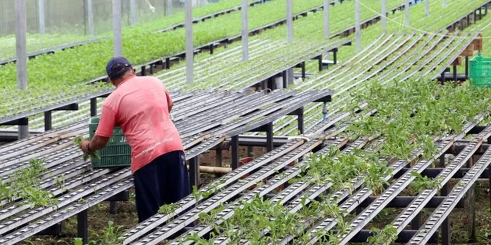 Edital visa selecionar e classificar Projetos de Negócios, com o objetivo de melhorar a competitividade e acesso a mercados das pequenas organizações de produtores