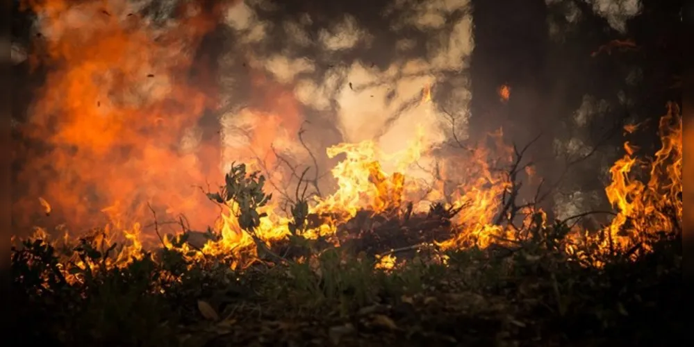 Amazonas vive o agosto mais seco dos últimos 14 anos e já registrou 5.452 focos de incêndio em 2019