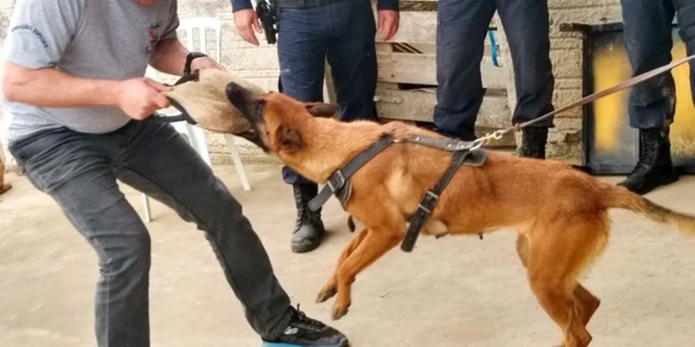 Ao todo, onze guardas e quatro pastores-belga-Malinois participam das atividades.