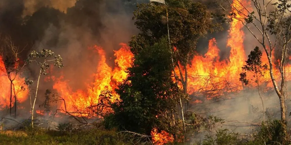 A queima de matéria vegetal libera monóxido de carbono (CO) e matéria particulada (fuligem), que têm efeitos diretos na saúde humana. Isso causa tosse, cansaço, ardência nas orelhas, nariz e dificuldade de respirar