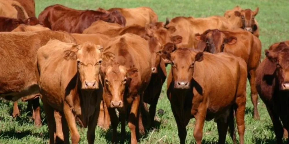 No ano passado, auditores do Mapa atestaram que o sistema de sanidade do Paraná é o mais eficiente do Brasil