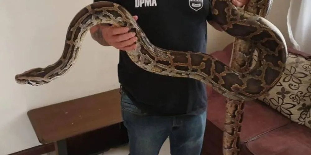 Um homem, de 21 anos, suspeito de manter os animais silvestres em cativeiro, foi preso em flagrante no locais