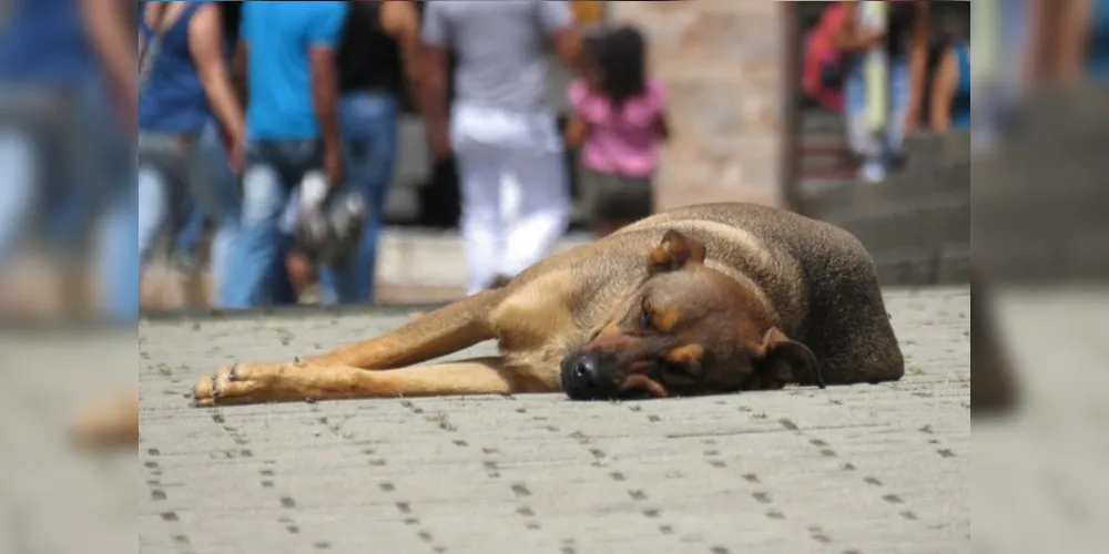 Além dos efeitos na saúde física e emocional do pet, medida pode ser prejudicial para a sociedade
