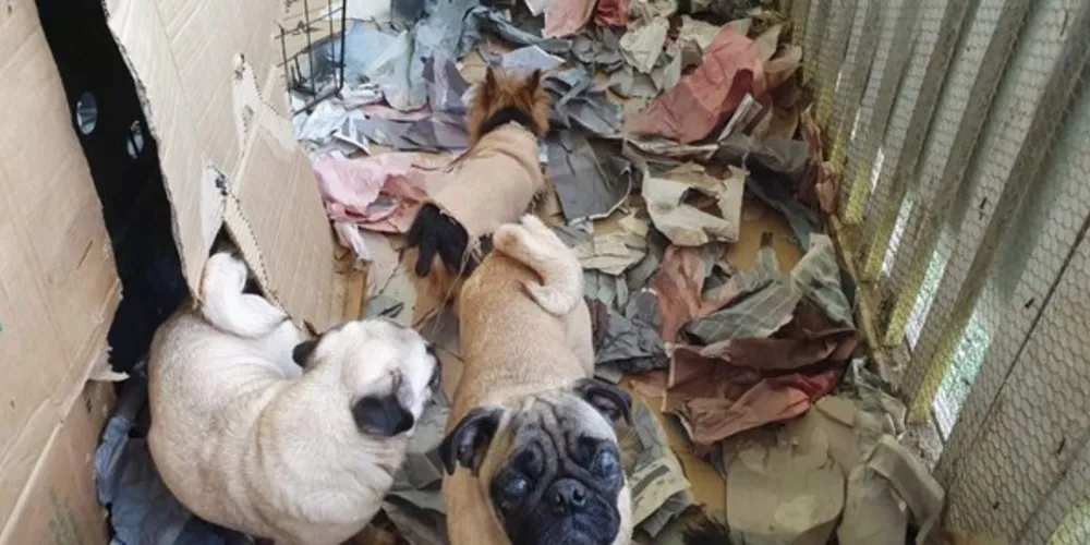 A Rede de Proteção Animal foi chamada  e constatou maus-tratos aos animais, além de falta de higiene no espaço. Foi aplicada multa de R$ 46 mil.