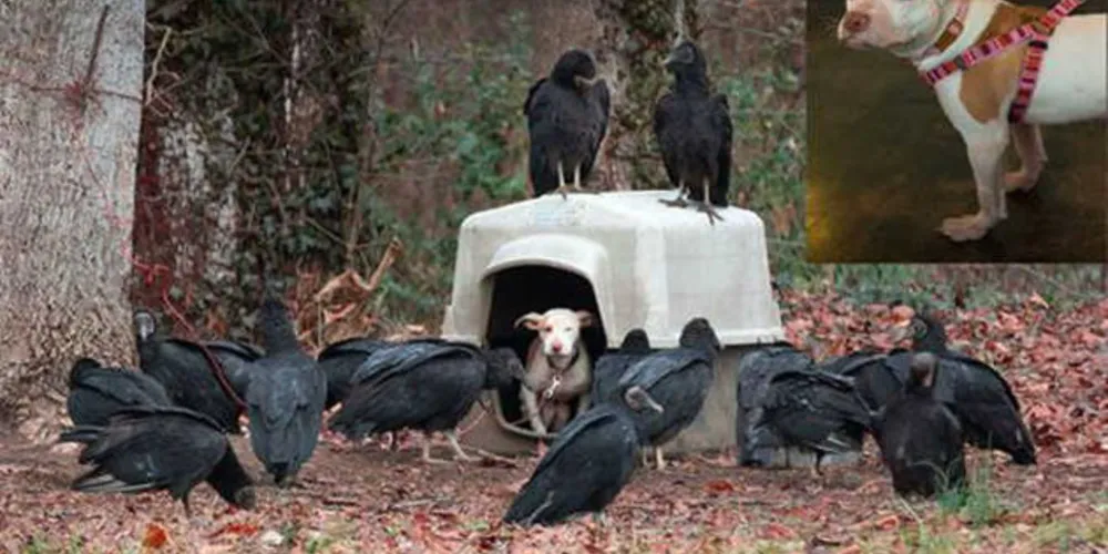 Infelizmente, alguns donos de cachorros negligenciam suas responsabilidades e, apesar de todo o amor, carinho e confiança que os cachorros colocam em seus donos, alguns acabam por abandonar seus cachorros.