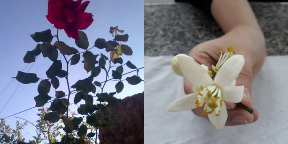 Imagem ilustrativa da imagem Flores despertam senso científico em PG