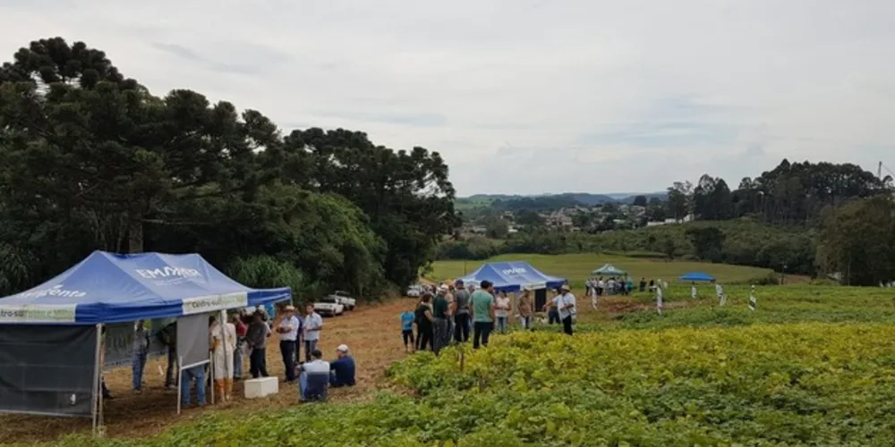Enquanto que a média estadual chega a 24,5 sacas por hectare, nas lavouras de referência do projeto valor atingiu 37,5 sacas