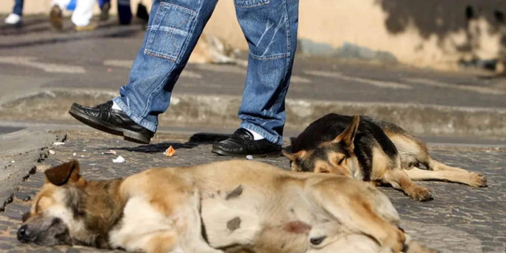 Imagem ilustrativa da imagem PG ganha mês de prevenção à crueldade contra animais