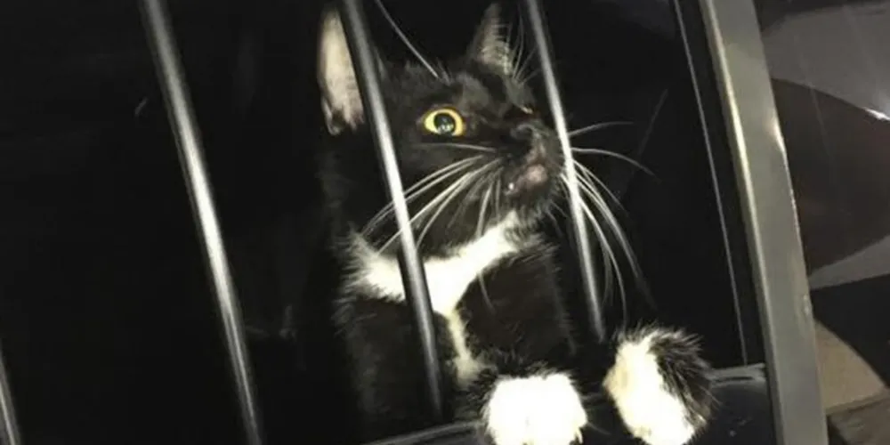 Família chamou polícia da Flórida por suspeitar de tentativa de roubo, mas era apenas um felino perdido.