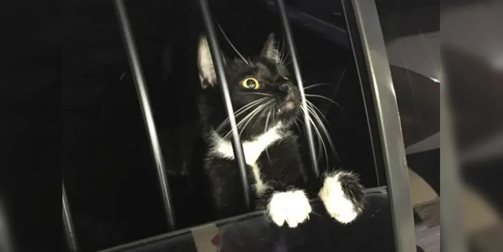 Família chamou polícia da Flórida por suspeitar de tentativa de roubo, mas era apenas um felino perdido.