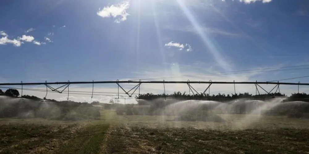 Plantação de Café na Embrapa Cerrado 
