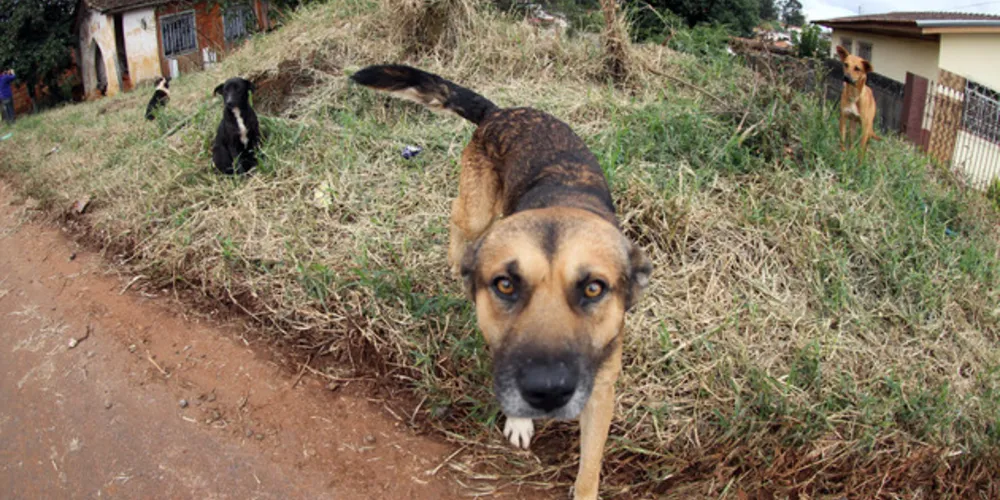 Imagem ilustrativa da imagem PG lança serviço de urgência para atender animais