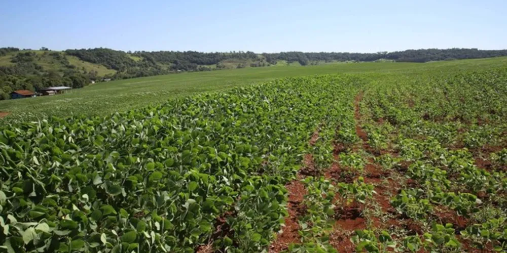 Com o encerramento do vazio sanitário na terça-feira (10), com o objetivo de evitar o fungo causador da ferrugem asiática, os agricultores paranaenses começaram nessa quarta-feira (11) o plantio da safra de soja