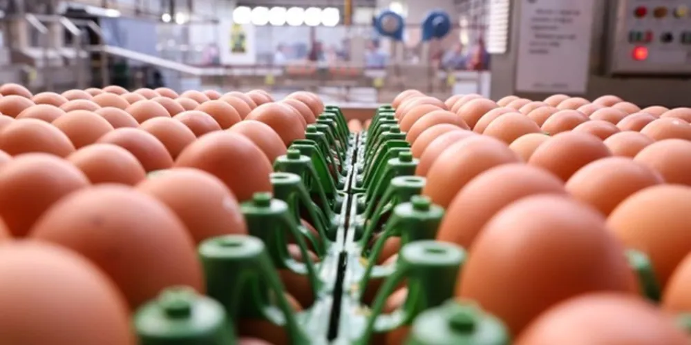 Entre os produtos que tiveram a exportação liberada com o novo acordo comercial, estão os derivados de ovos