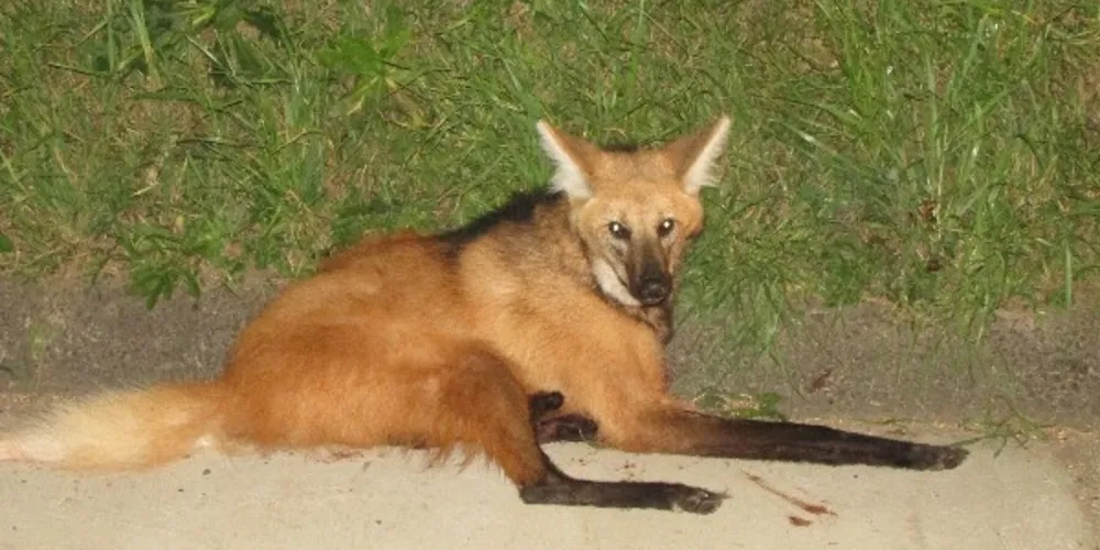 Animal estava com duas patas quebradas devido a um provável atropelamento