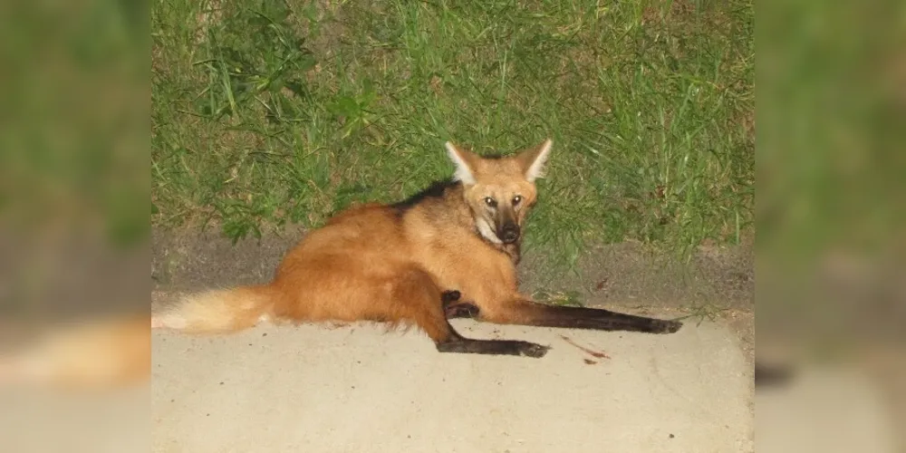 Animal estava com duas patas quebradas devido a um provável atropelamento