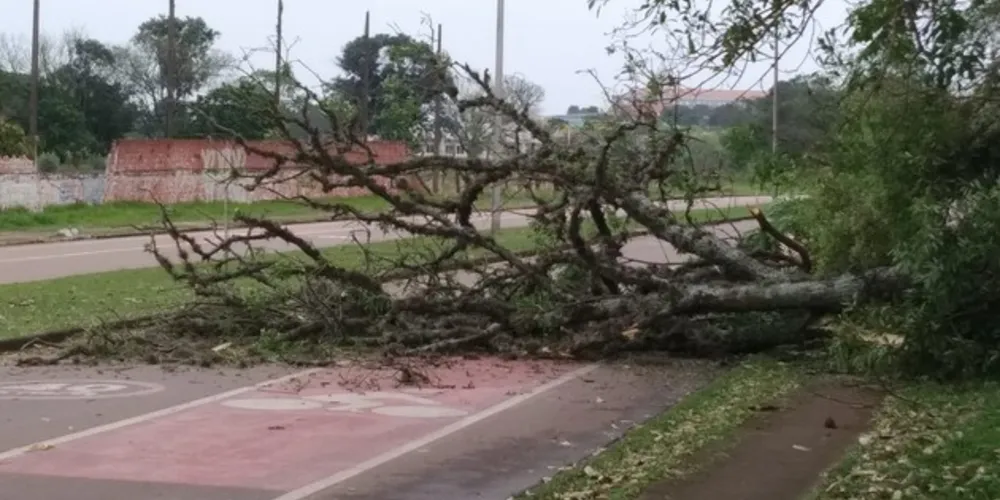 Imagem ilustrativa da imagem Queda de árvore interdita avenida em Uvaranas