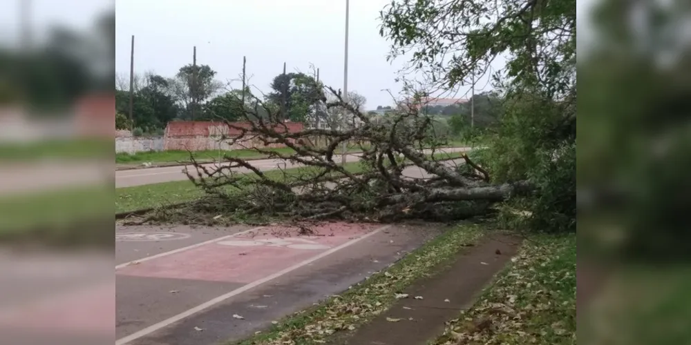 Imagem ilustrativa da imagem Queda de árvore interdita avenida em Uvaranas