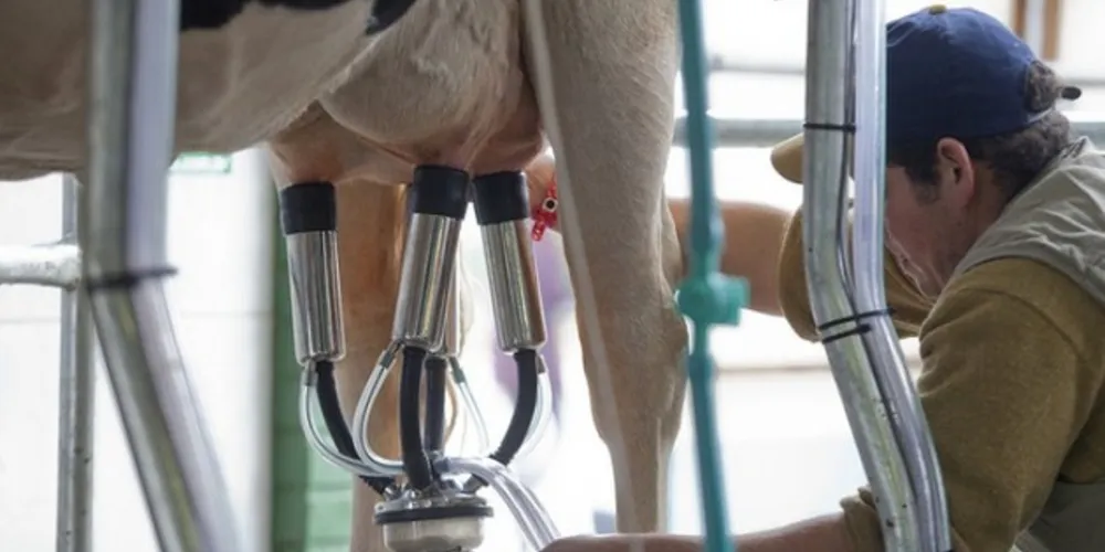 Castro responde por 6,7% da produção de leite do estado