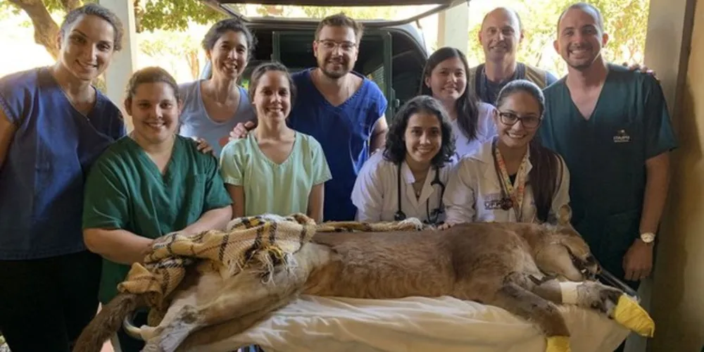 Onça-parda é resgatada em Foz do Iguaçu